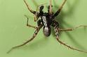 Pardosa_lugubris_D7404_Z_88_NP De Hoge Veluwe_Nederland